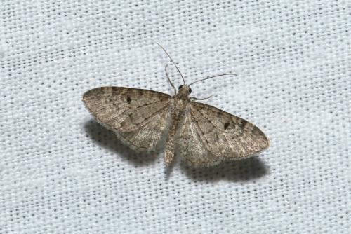 Réf. 189 752 : Eupithecia virgaureata